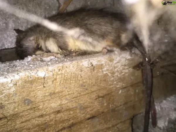 Dead Rat Removal Oxenford
